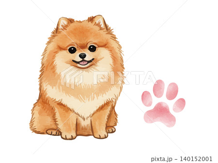 ポメラニアン 犬 動物 水彩のイラスト素材 - PIXTA