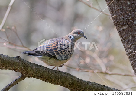 鳩 灰色の写真素材 - PIXTA