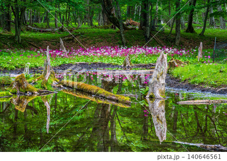 九輪草の写真素材 - PIXTA