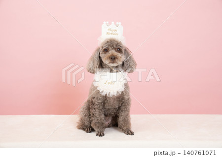 犬 トイプードル 座る おすわりの写真素材 - PIXTA