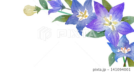 桔梗 植物 花 水彩画のイラスト素材 - PIXTA