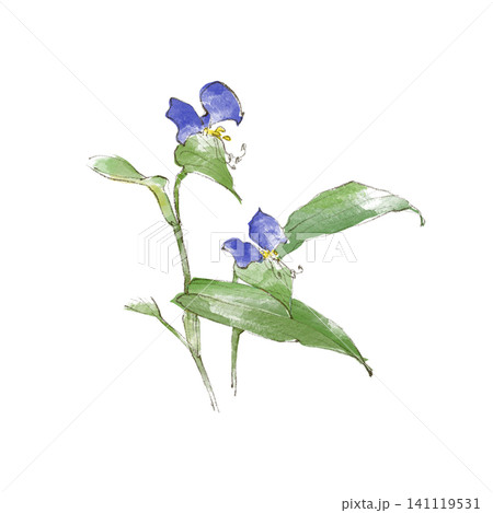 ツユクサ 植物 花 つゆくさのイラスト素材 - PIXTA