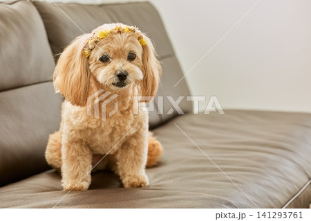犬 トイプードル 座る おすわりの写真素材 - PIXTA