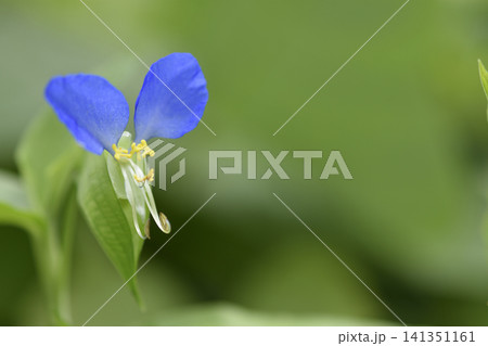 露草の写真素材 - PIXTA