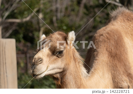 砂漠 動物 らくだ ラクダの写真素材 - PIXTA