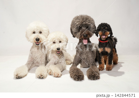 犬 トイプードル 座る おすわりの写真素材 - PIXTA